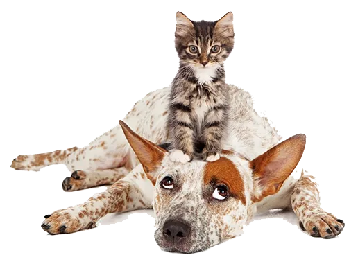 Cute dog and cat relaxing together